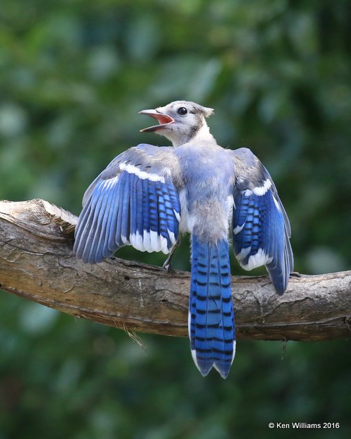 Blue Jay juvenile, Rogers Co yard, OK, 7-9-2016_Jpa_56905.jpg