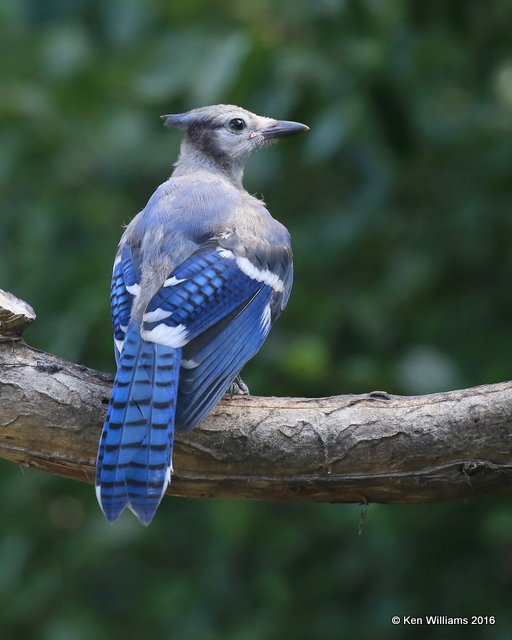 Blue Jay juvenile, Rogers Co yard, OK, 7-9-2016_Jpa_56907.jpg