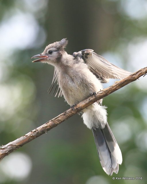 Blue Jay juvenile, Rogers Co yard, OK, 7-9-2016_Jpa_56926.jpg