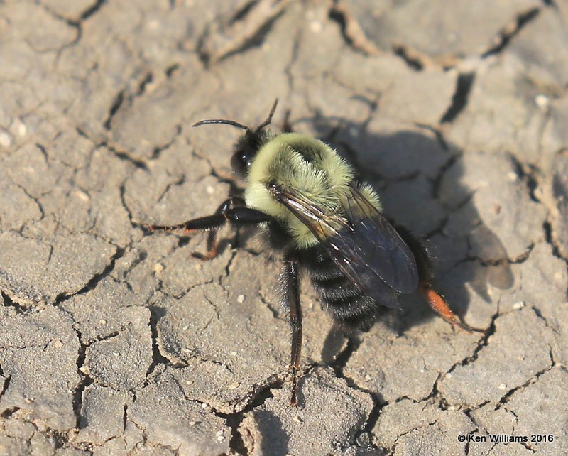 Brown-belted Bumble Bee, Bombus griseocollis, Cherokee County, OK, 7-11-2016_Jpa_57265.jpg