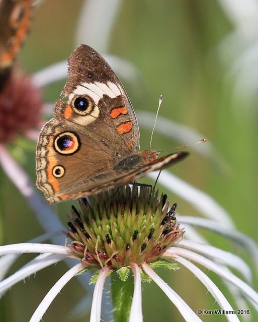 Common Buckeye, Osage Co, OK, 6-5-16, Jpa_56527.jpg