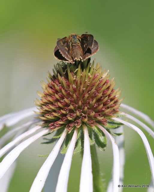 Crossline Skipper, Osage Co, OK, 6-5-16, Jpa_56575.jpg