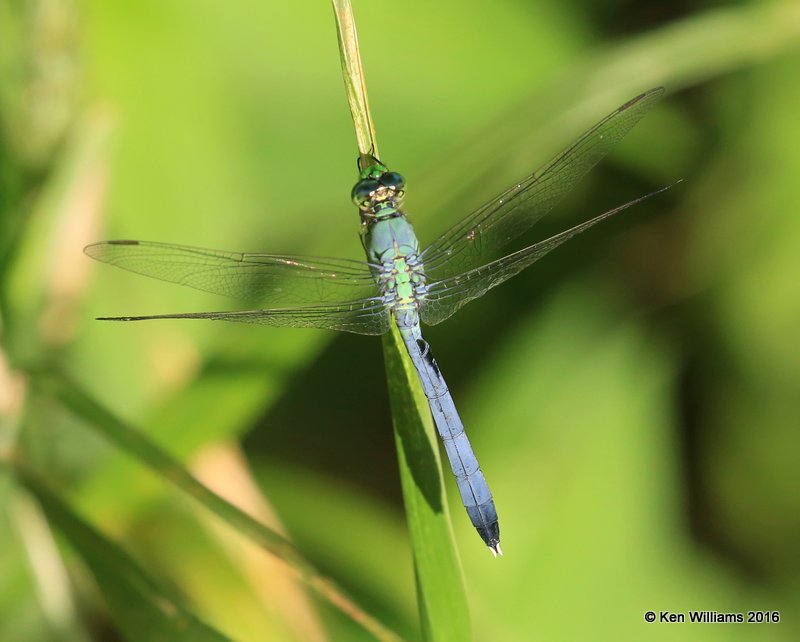 Eastern Pondhawk, immature male, Mohawk Park, Tulsa Co, OK, 6-26-16_Jpa_56748.jpg