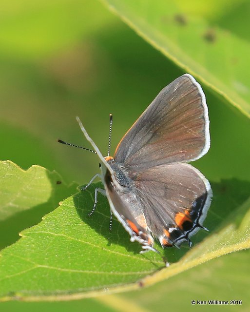 Gray Hairsteak, Mohawk Park, Tulsa Co, OK, 6-26-16_Jpa_56758.jpg