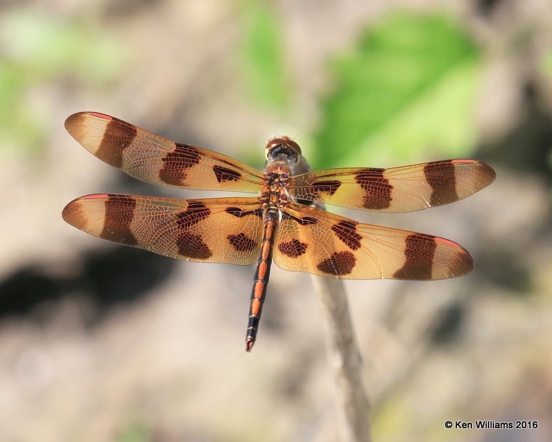 Halloween Pennant male, Wagoner County, OK, 7-11-2016_Jpa_57309.jpg