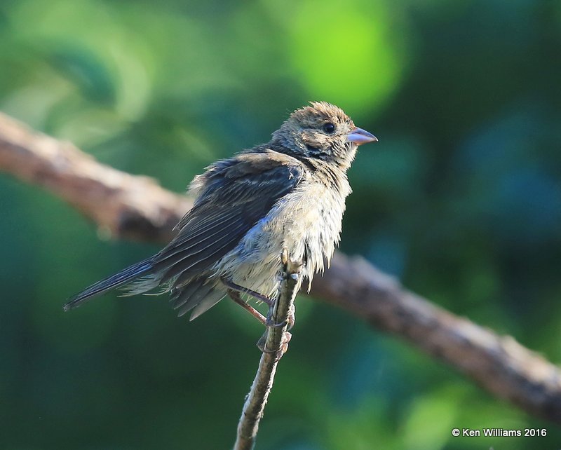 Indigo Bunting female, Rogers Co yard, OK, 6-28-16_Jpa_56819.jpg