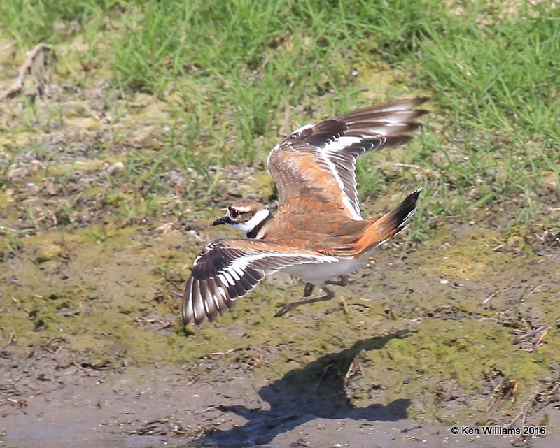 Killdeer, Wagoner County OK, 7-11-2016_Jpa_57288.jpg