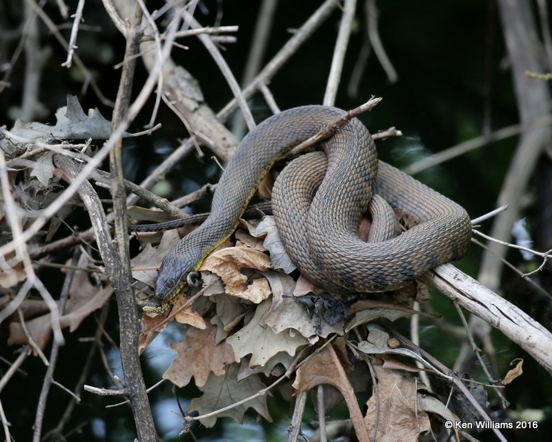 Northern Water Snake, Tulsa Co, OK, 4-15-16, Jpa_49999.jpg