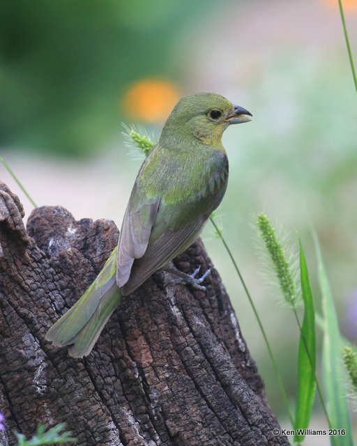 Painted Bunting immature male, Rogers Co yard, OK, 6-23-16_Jpa_56694.jpg