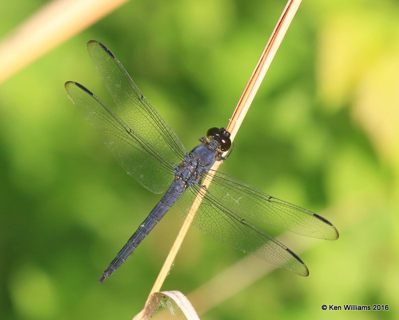 Slaty Skimmer male, Libellula incesta, Mohawk Park, Tulsa Co, OK, 6-26-16_Jpa_56739.jpg