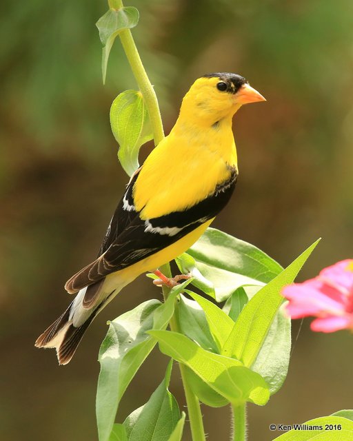 American Goldfinch male, Rogers Co yard, OK, 7-27-16, Jpa_57756.jpg