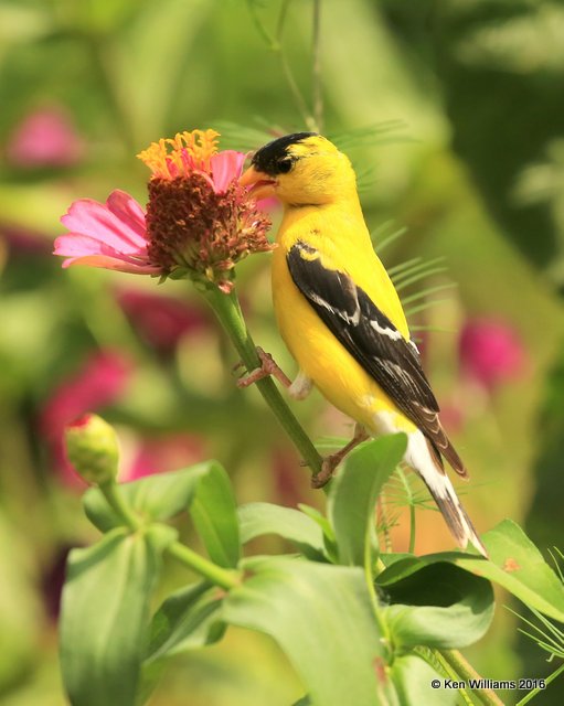 American Goldfinch male, Rogers Co yard, OK, 7-27-16, Jpa_57771.jpg