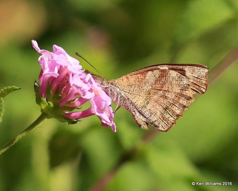 American Snout, Rogers Co yard, OK 8-13-16, Jpa_57896.jpg