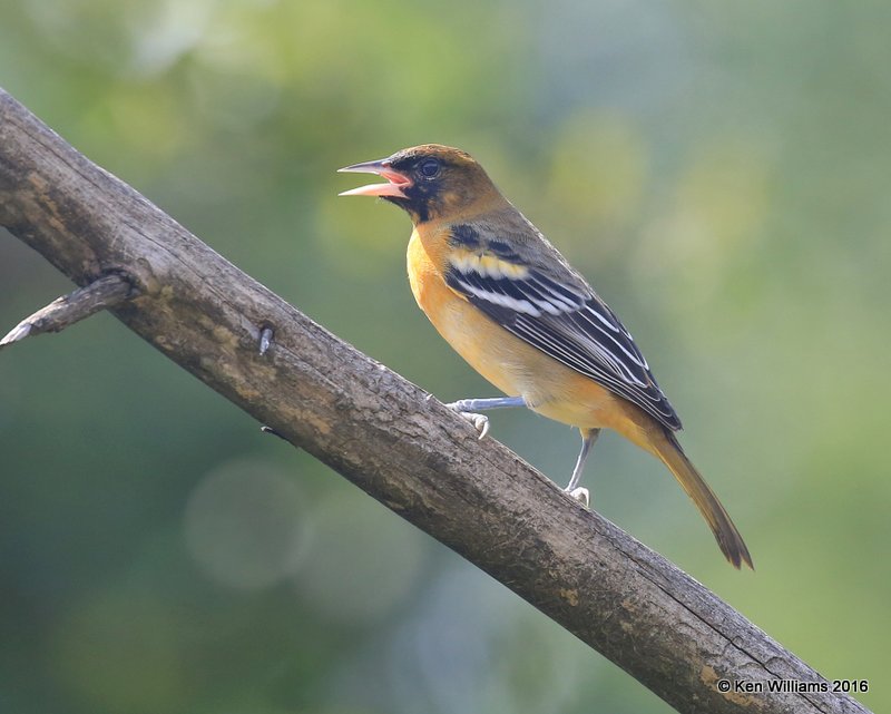 Baltimore Oriole heavily marked female, Rogers Co yard, OK, 8-29-16 Jpa_58388.jpg