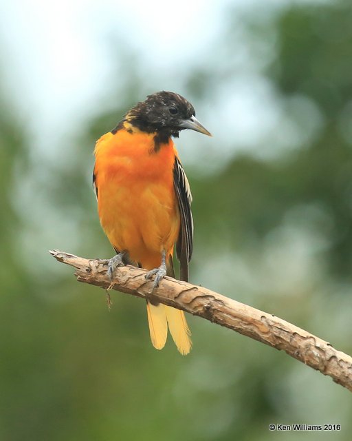 Baltimore Oriole male, Rogers Co, yard, 7-25-2016, Jpa_57527.jpg