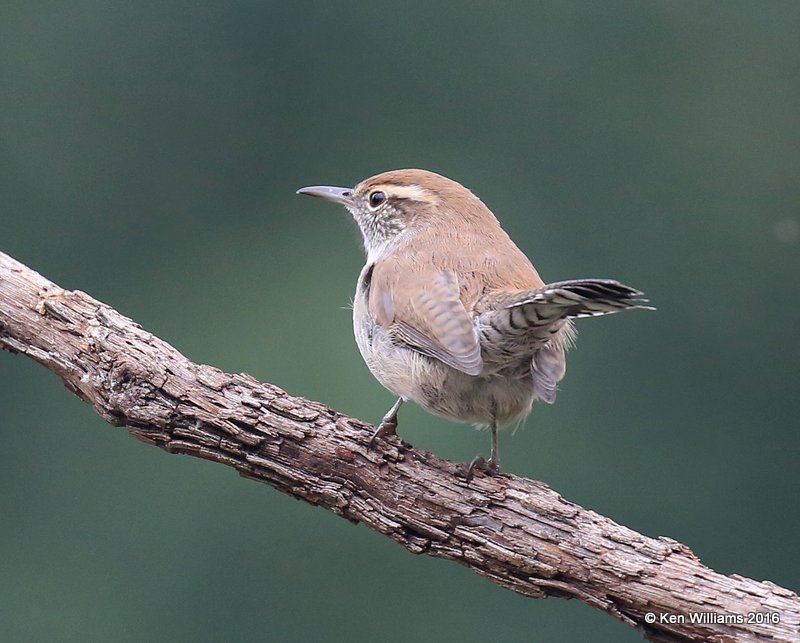 Bewick's Wren, Rogers Co yard, OK, 8-29-16, Jp _58399.jpg