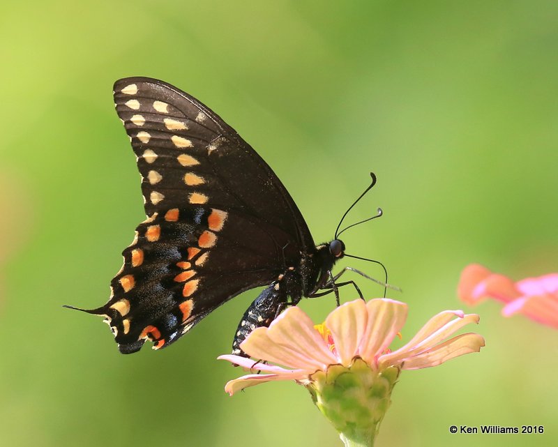 Black Swallowtail, Rogers Co yard, OK, 8-29-16, Jpa_58325.jpg