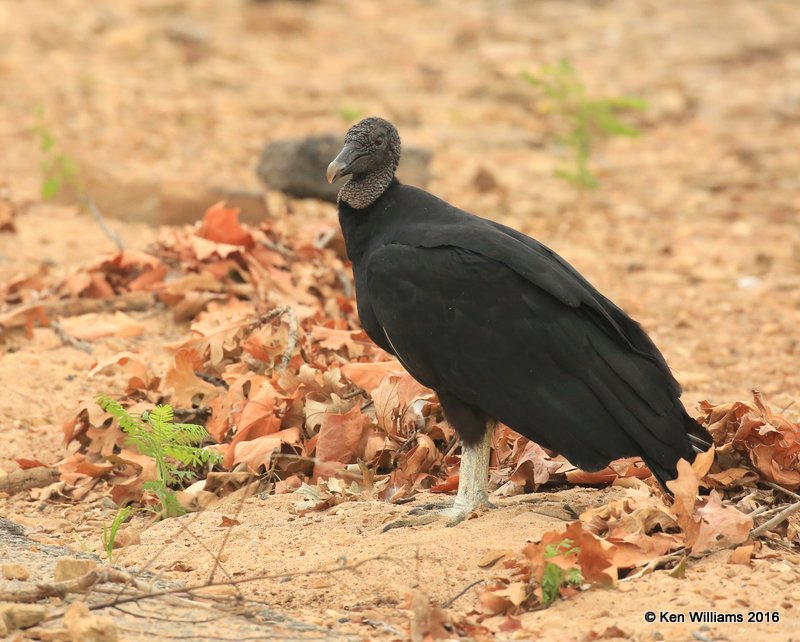 Black Vulture, Ft Gibson Lake, Wagoner Co, OK, 7-27-16, Jpa_57597.jpg