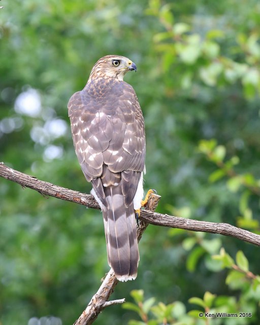 Cooper's Hawk juvenile, Rogers Co yard, OK, 8-23-16, Jpa_58170.jpg