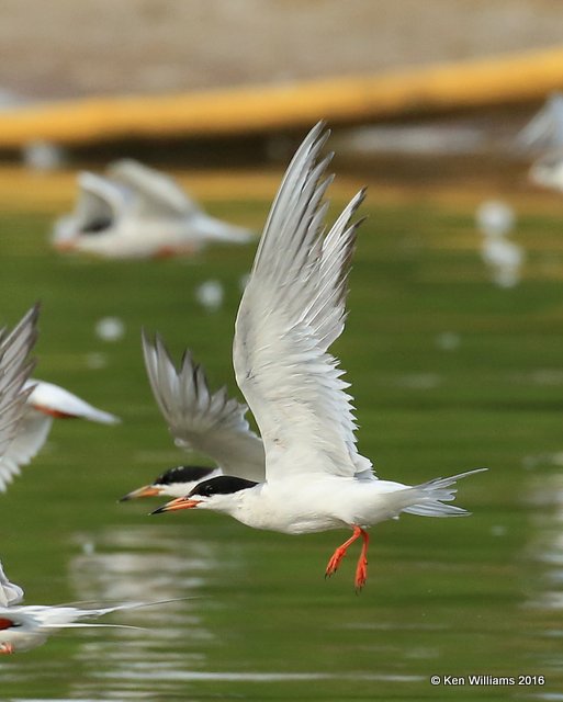 Forster's Tern, Ft Gibson Lake, Wagoner Co, OK, 7-27-16, Jpa_57681.jpg