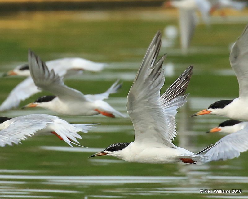 Forster's Tern, Ft Gibson Lake, Wagoner Co, OK, 7-27-16, Jpa_57683.jpg