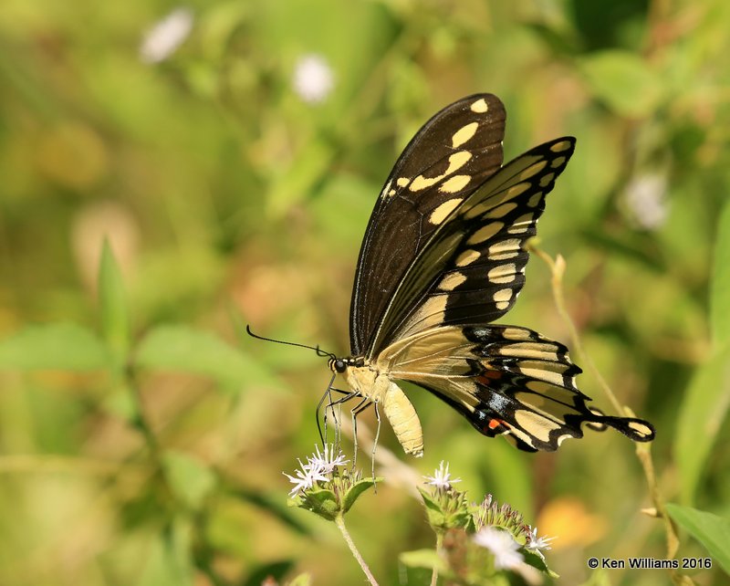Giant Swallowtail, Nowata Co, OK, 8-19-16, Jpa_57995.jpg