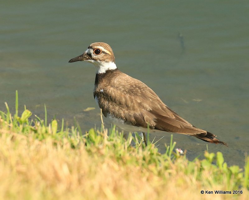 Killdeer, Tulsa Co, OK, 7-22-2016, Jpa_57479.jpg