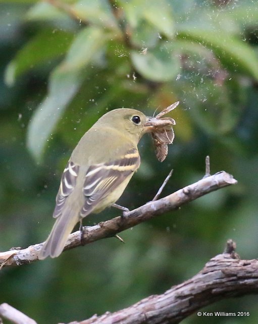 Least Flycatcher with moth, Rogers Co yard, OK, 8-29-16, Jp_58459.jpg