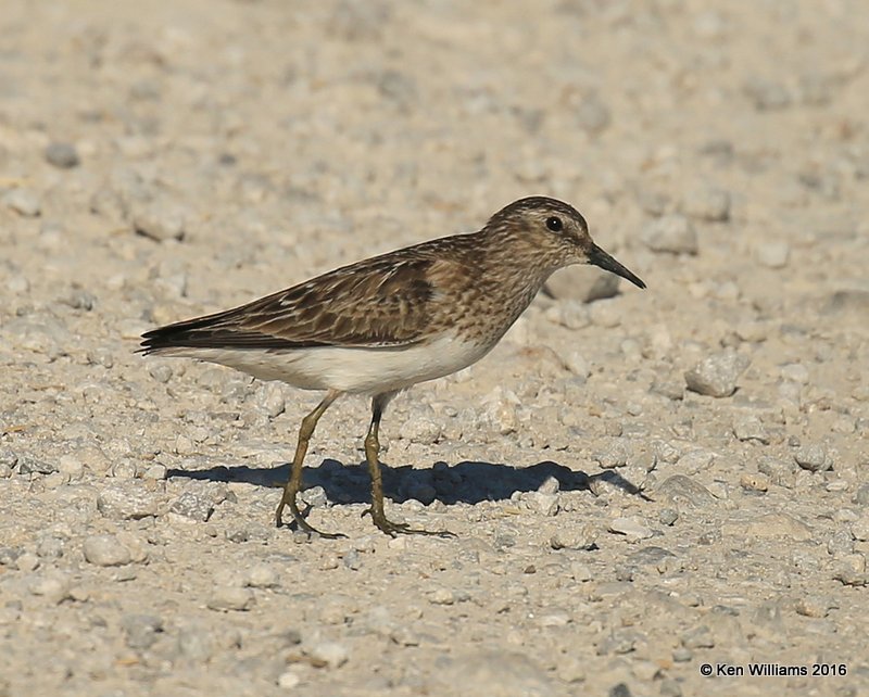 Least Sandpiper, Tulsa Co, OK, 7-22-2016, Jpa_57464.jpg