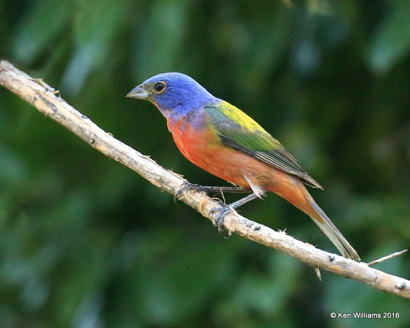 Painted Bunting male, Rogers Co, yard, 7-17-2016, Jp2a_57424.jpg