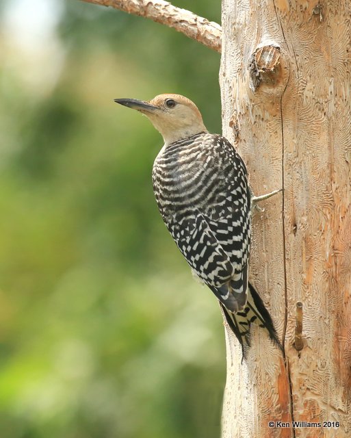 Red-bellied Woodpecker juvenile female, Rogers Co, yard, 7-25-2016, Jpa_57521.jpg