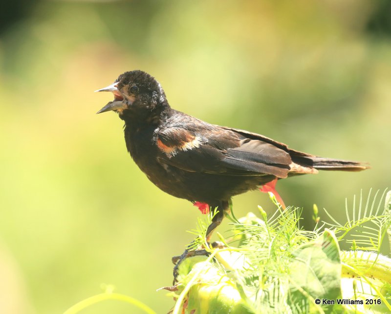 Red-winged Blackbird juvenile male, Rogers Co, yard, 7-23-2016, Jpa_57503.jpg