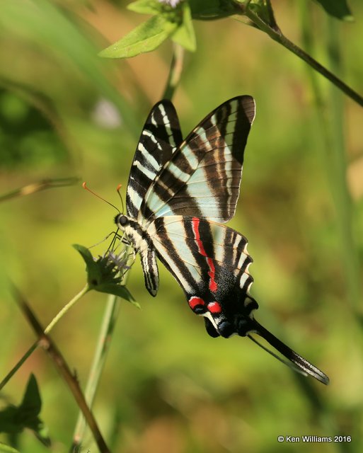 Zebra Swallowtail, Nowata Co, OK, 8-19-16, Jpa_58008.jpg
