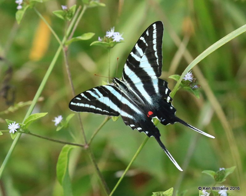 Zebra Swallowtail, Nowata Co, OK, 8-19-16, Jpa_58046.jpg