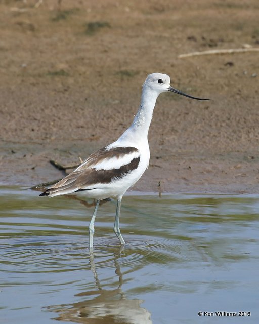 American Avocet, Hackberry Flats WMA, OK, 09_03_2016_Jpa_22250.jpg