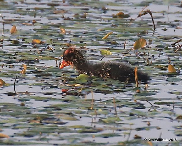 American Coot baby, Hackberry Flats WMA, OK, 09_03_2016_Jpa_21698.jpg