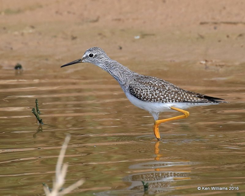 Lesser Yellowlegs, Hackberry Flats WMA, OK, 09_03_2016_Jpa_22101.jpg