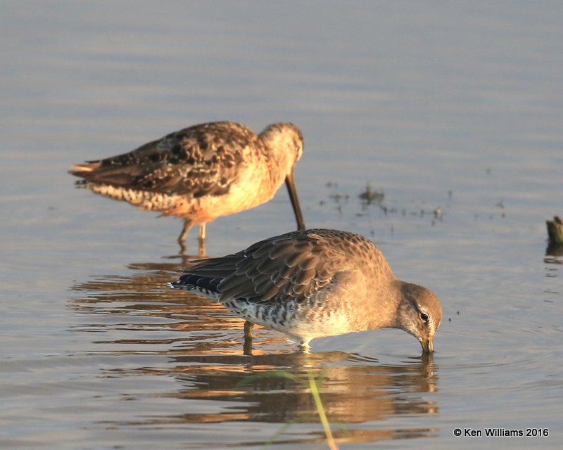 Long-billed Dowitchers - winter plumage front and juvenile, Hackberry Flats WMA, OK, 09_03_2016_Jpa_21646.jpg