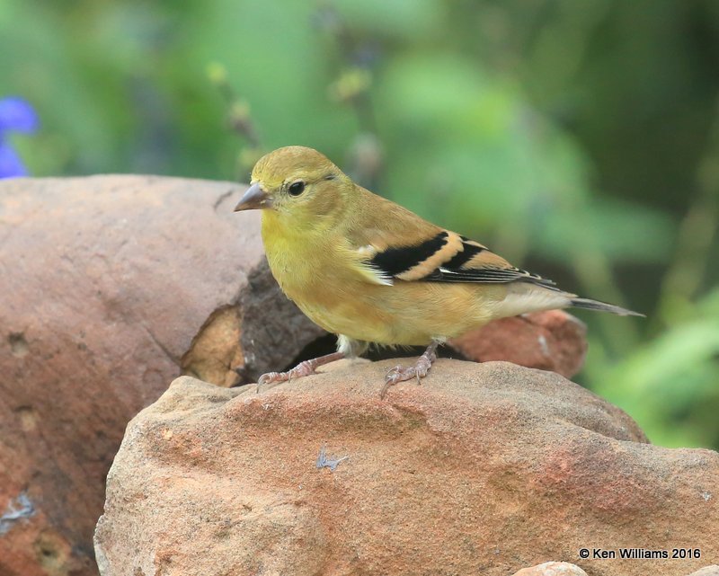 American Goldfinch non-breeding plumage, Owasso yard, Rogers Co, OK 9-14-16, Jpa_59239.jpg