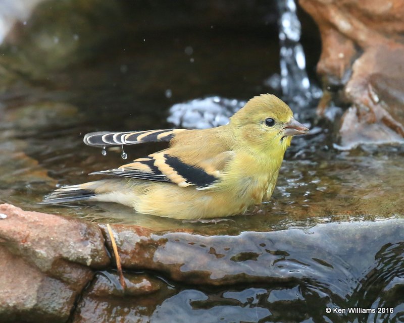American Goldfinch non-breeding plumage, Owasso yard, Rogers Co, OK 9-14-16, Jpa_59250.jpg