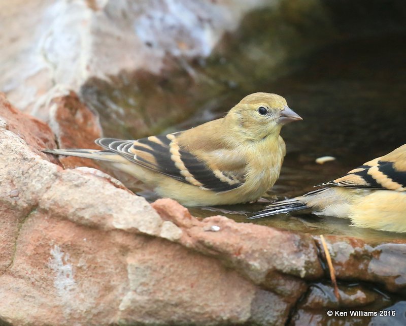 American Goldfinch non-breeding plumage, Owasso yard, Rogers Co, OK 9-14-16, Jpa_59252.jpg