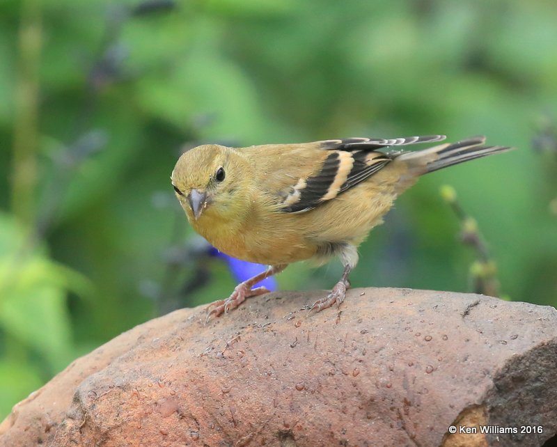 American Goldfinch non-breeding plumage, Owasso yard, Rogers Co, OK 9-14-16, Jpa_59259.jpg