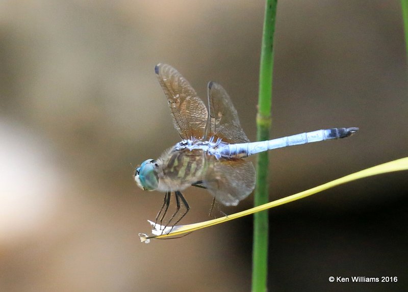 Blue Dasher male, Owasso yard, Rogers Co, OK 9-14-16, Jpa_59214.jpg