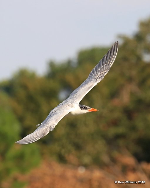 Caspian Tern juvenile, Ft. Gibson Lake, OK, 9-14-16, Jpa_59090.jpg