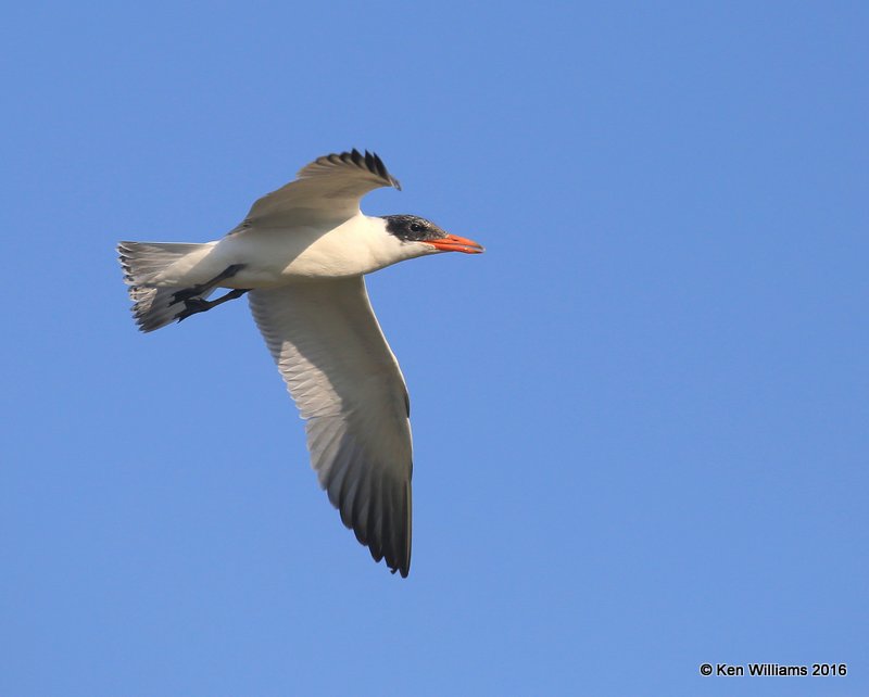 Caspian Tern juvenile, Ft. Gibson Lake, OK, 9-14-16, Jpa_59129.jpg