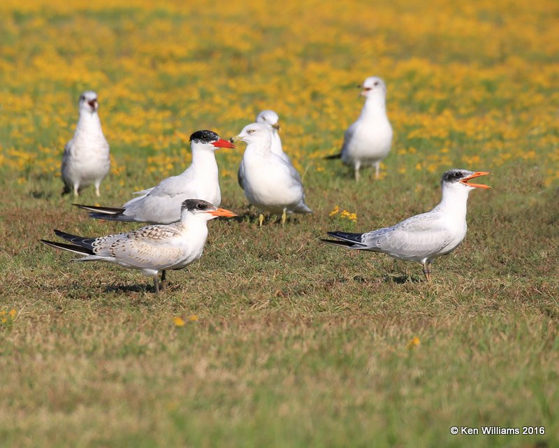 Caspian Tern juveniles front, Ft. Gibson Lake, OK, 9-14-16, Jpa_59034.jpg