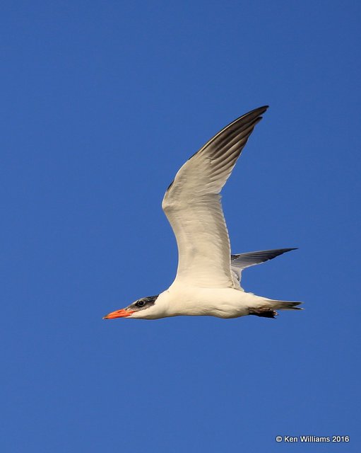 Caspian Tern juvenile, Ft. Gibson Lake, OK, 9-14-16, Jpa_58951.jpg