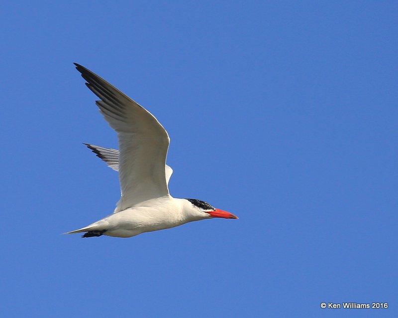 Caspian Tern non-breeding plumage, Ft. Gibson Lake, OK, 9-14-16, Jpa_58993.jpg