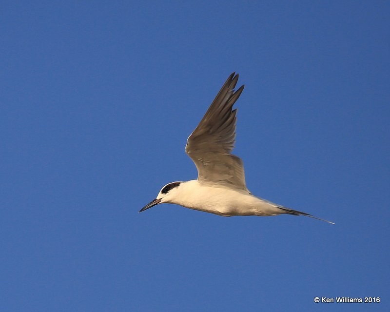 Foster's Tern, Ft. Gibson Lake, OK, 9-14-16, Jpa_58827.jpg