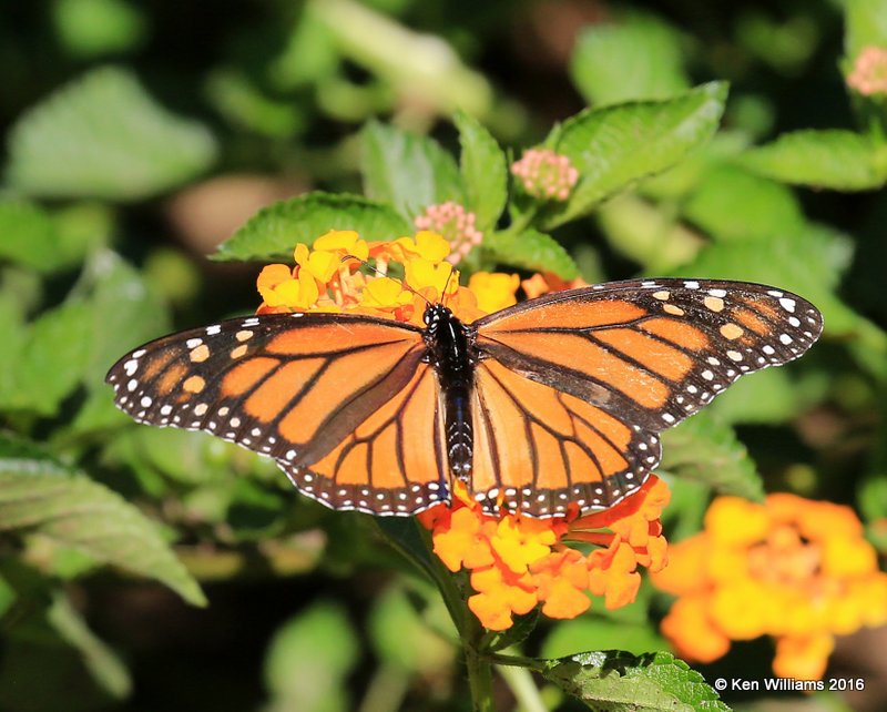 Monarch female, Owasso yard, Rogers Co, OK 9-11-16, Jpa_58666.jpg